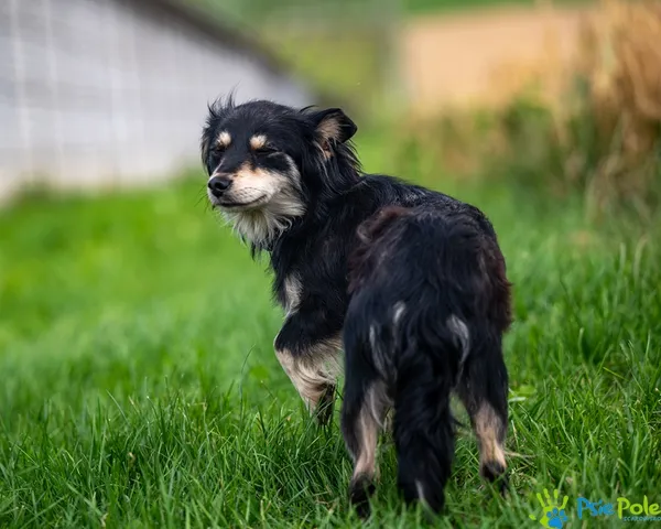 Pies do adopcji, Racławice, 10 lipca 2025 (3/5)