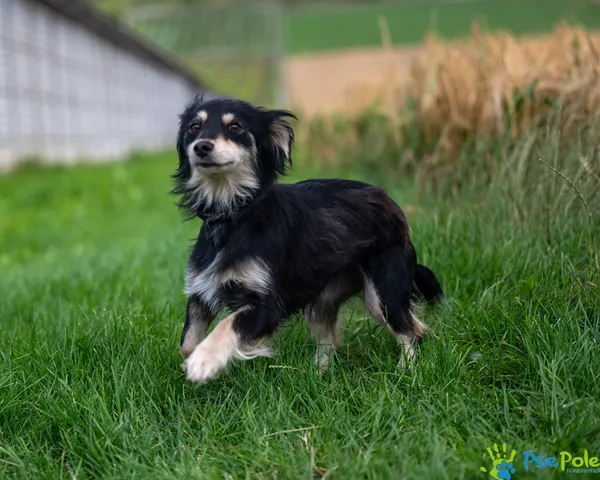 Pies do adopcji, Racławice, 10 lipca 2025 (4/5)