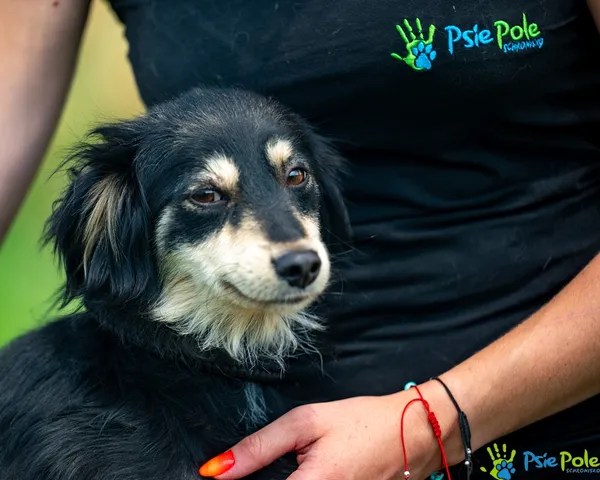 Pies do adopcji, Racławice, 10 lipca 2025 (5/5)