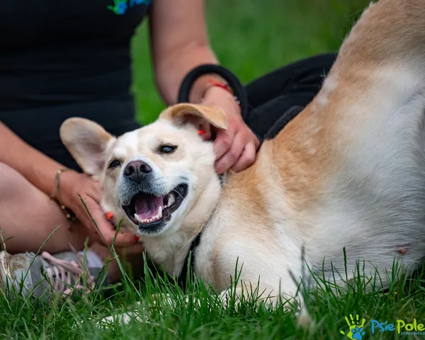 Pies do adopcji, Racławice, 11 lipca 2025 (3/5)