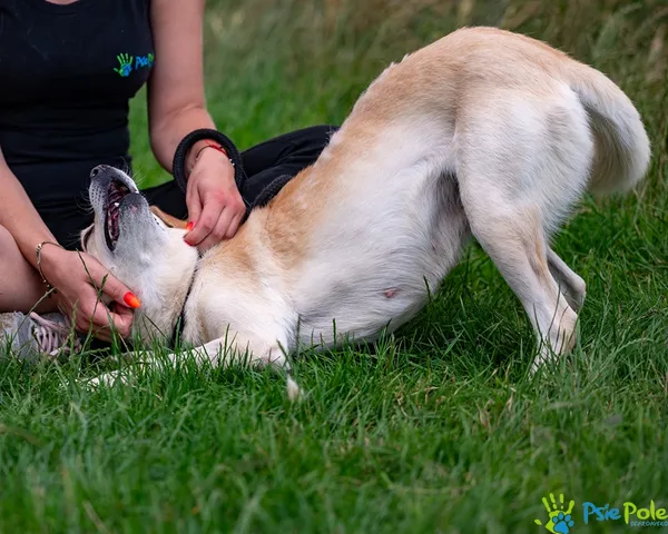 Pies do adopcji, Racławice, 11 lipca 2025 (5/5)