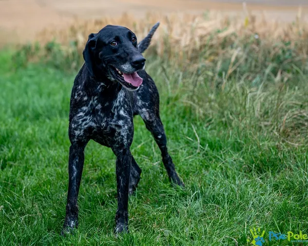 Pies do adopcji, Racławice, 11 lipca 2025 (1/5)