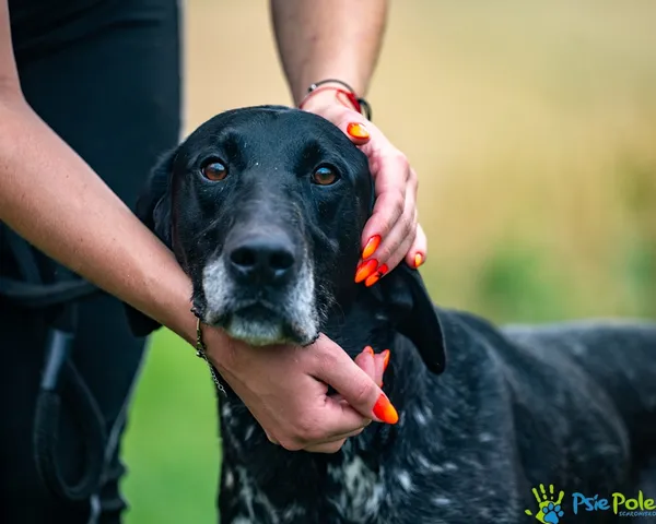 Pies do adopcji, Racławice, 11 lipca 2025 (4/5)