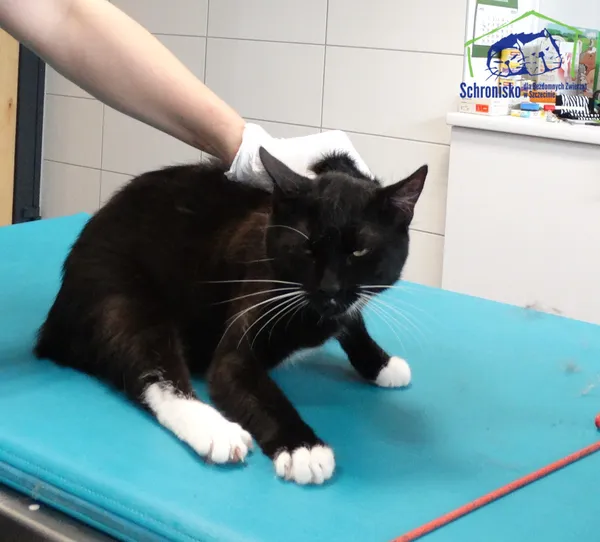 Znaleziono kota, Szczecin, 15 lipca 2025