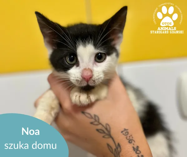 Kot do adopcji, Starogard Gdański, 15 lipca 2025