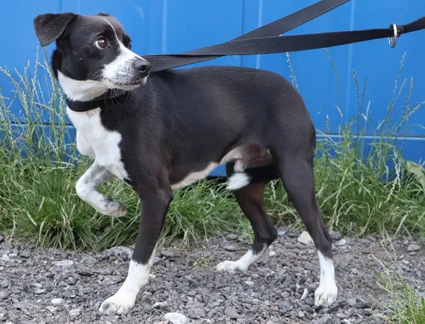 Znaleziono psa, Łódź, 15 lipca 2025 (1/2)