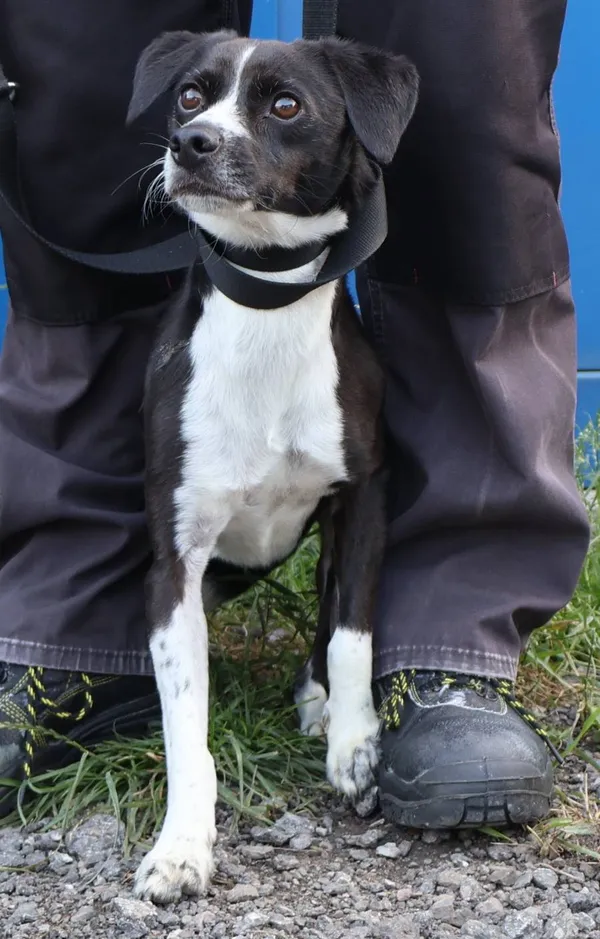 Znaleziono psa, Łódź, 15 lipca 2025 (2/2)