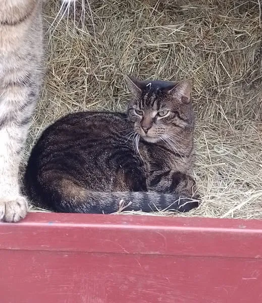 Zaginął kot, Łódź, 16 lipca 2025