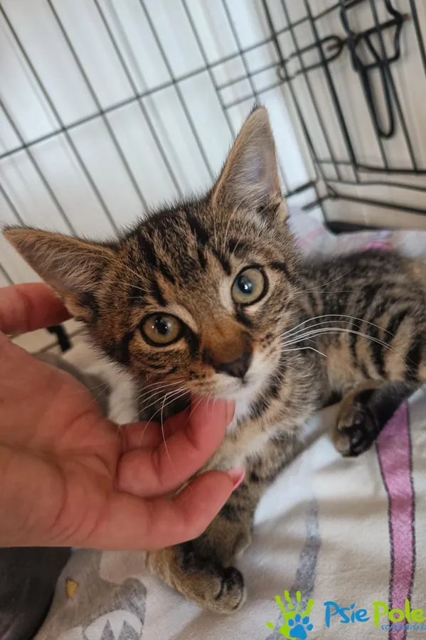 Znaleziono kota, Racławice, 11 lipca 2025 (1/2)