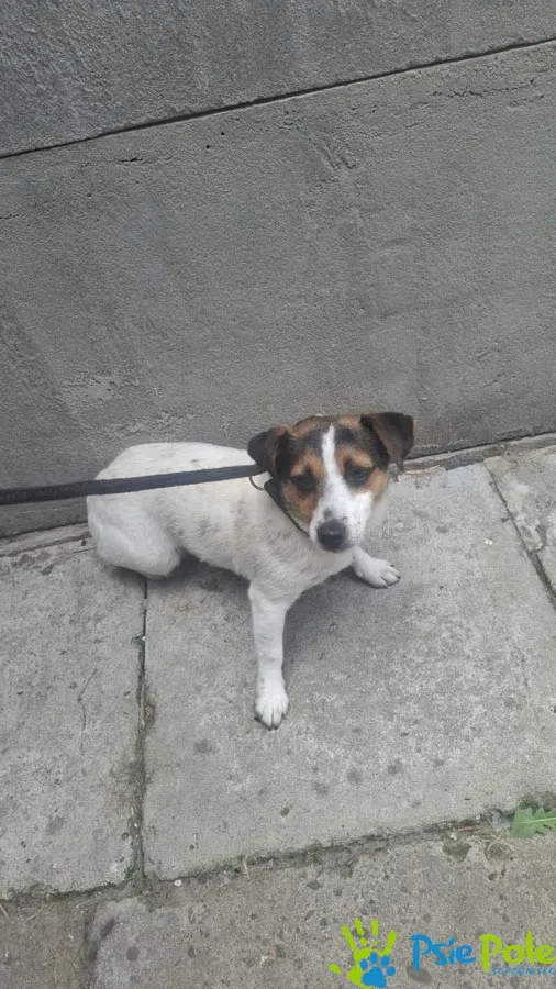 Znaleziono psa, Racławice, 11 lipca 2025 (1/2)