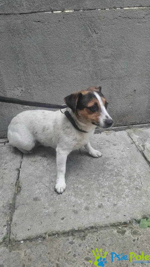 Znaleziono psa, Racławice, 11 lipca 2025 (2/2)