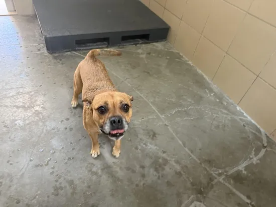 Pies do adopcji, Kraków, 1 lipca 2025