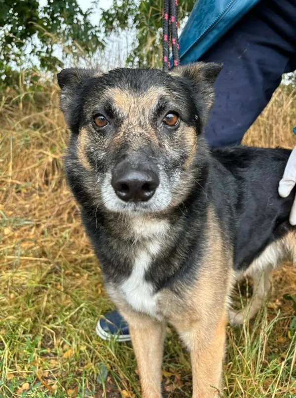 Pies do adopcji, Przyborówko, 15 lipca 2025 (1/3)