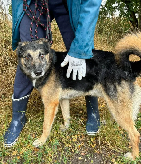 Pies do adopcji, Przyborówko, 15 lipca 2025 (2/3)