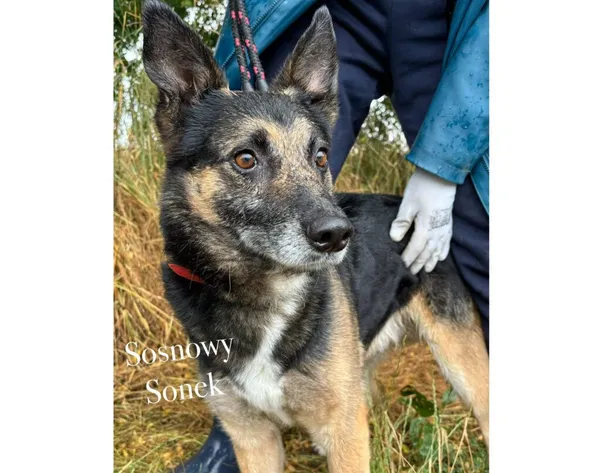 Pies do adopcji, Przyborówko, 15 lipca 2025 (3/3)