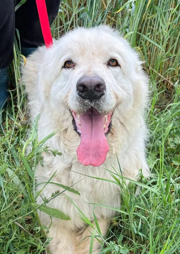 Pies do adopcji, Przyborówko, 15 lipca 2025 (2/3)