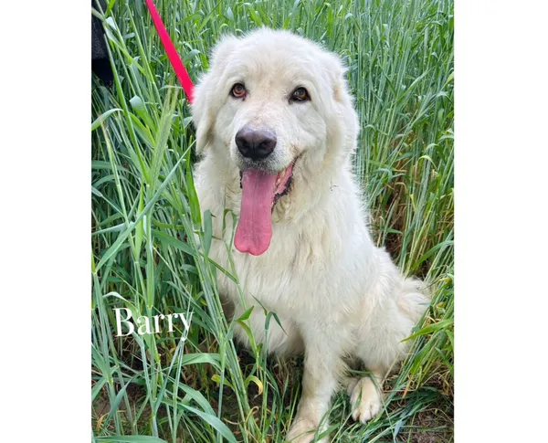 Pies do adopcji, Przyborówko, 15 lipca 2025 (3/3)