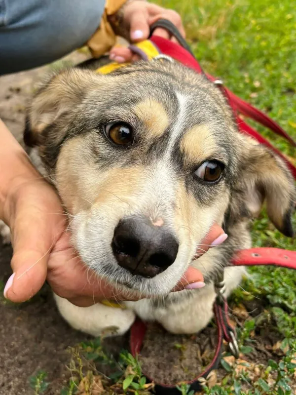 Pies do adopcji, Przyborówko, 15 lipca 2025 (4/4)