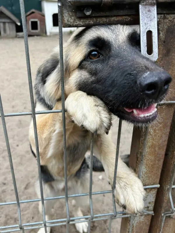 Pies do adopcji, Przyborówko, 15 lipca 2025 (1/3)