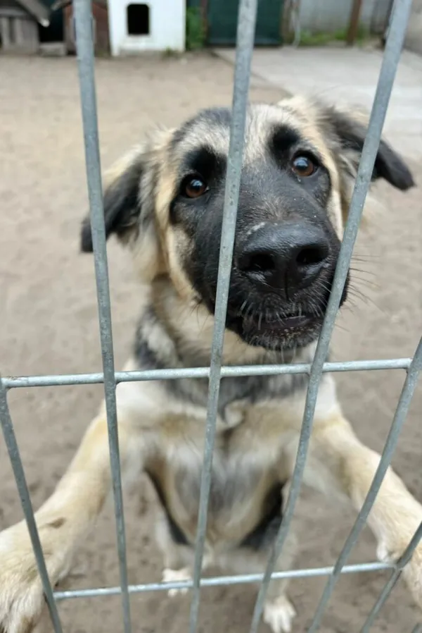 Pies do adopcji, Przyborówko, 15 lipca 2025 (2/3)