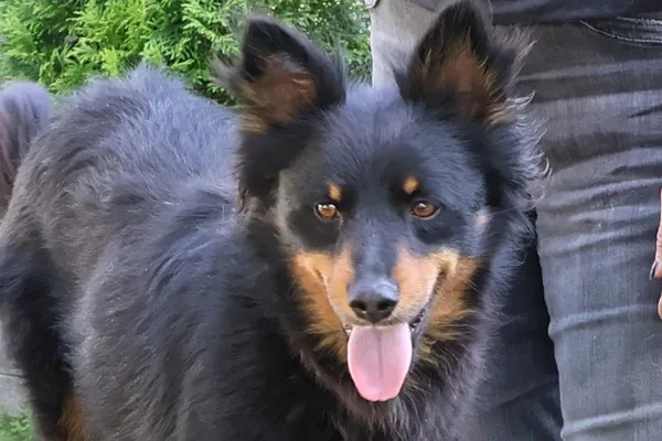 Pies do adopcji, Bełchatów, 26 lutego 2025 (1/5)