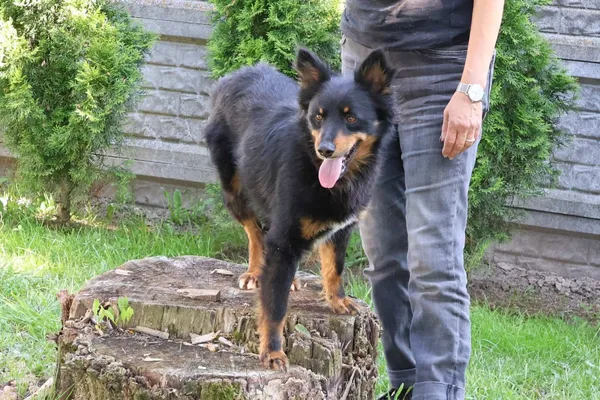 Pies do adopcji, Bełchatów, 26 lutego 2025 (4/5)