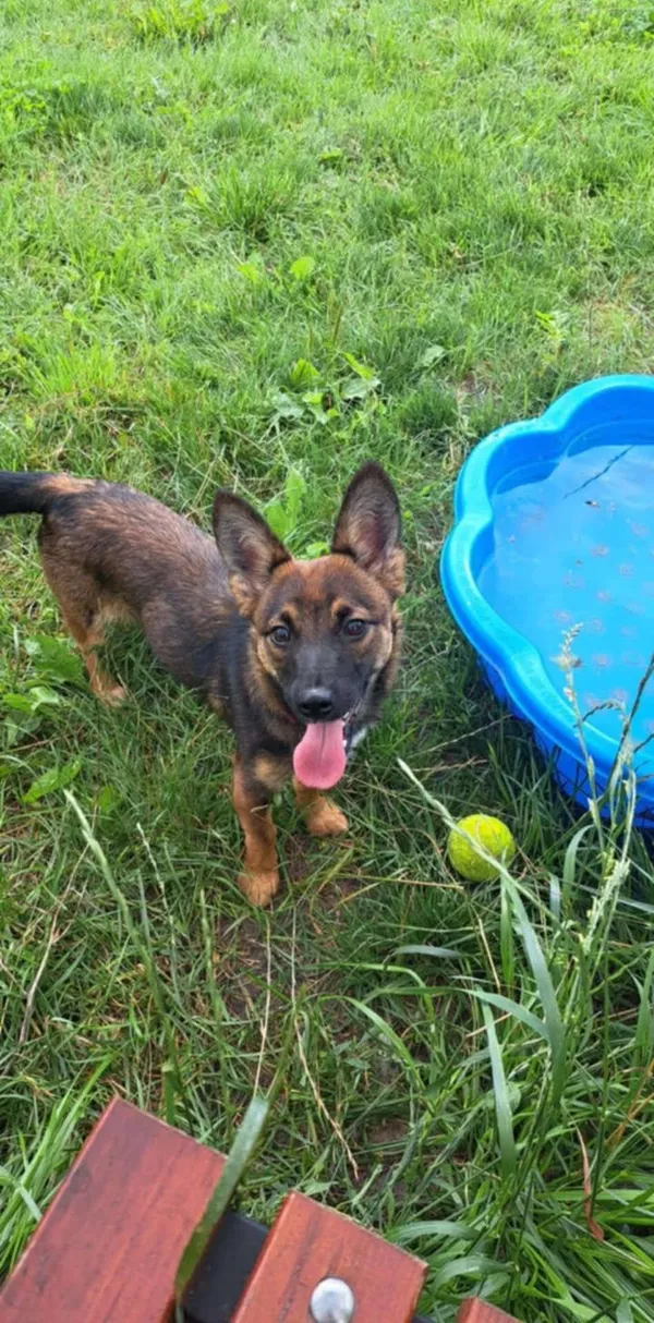 Pies do adopcji, Włocławek, 16 lipca 2025 (1/3)