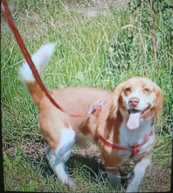 Zaginął pies, Wężyki, 16 lipca 2025 (2/2)