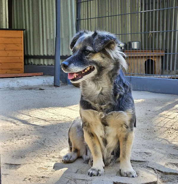 Pies do adopcji, Milanówek, 27 października 2025 (2/5)