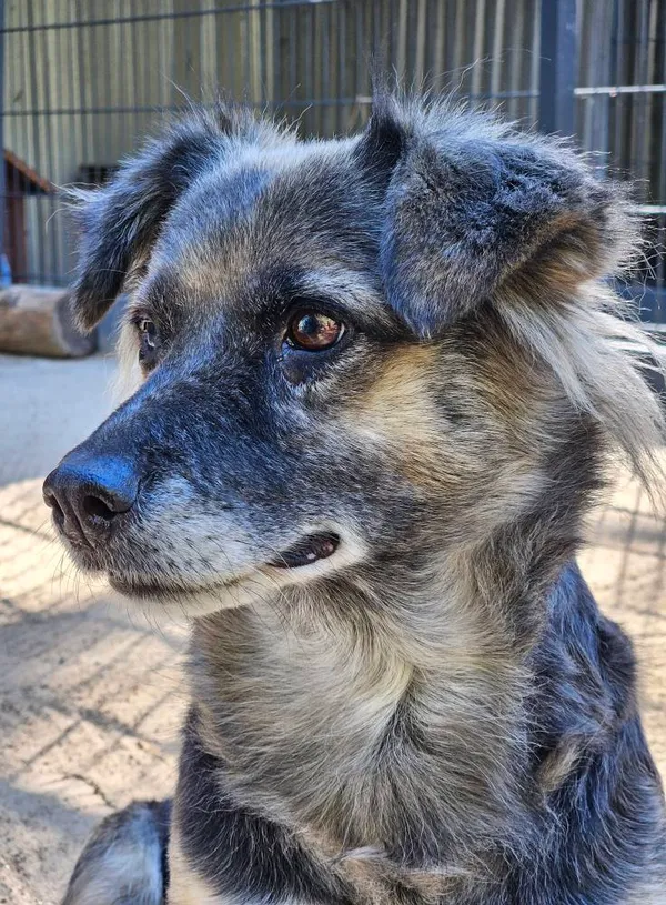 Pies do adopcji, Milanówek, 27 października 2025 (3/5)