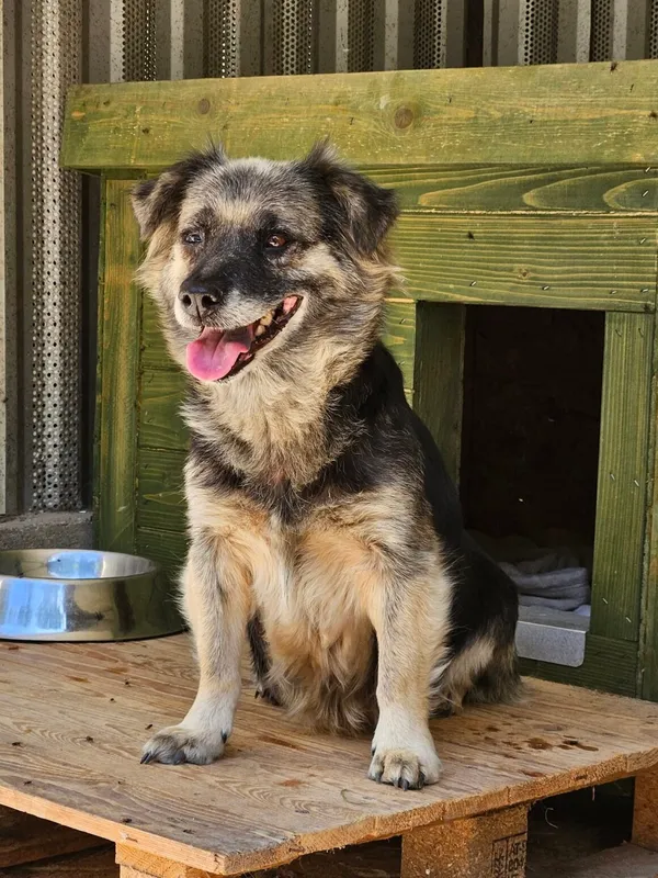 Pies do adopcji, Milanówek, 27 października 2025 (4/5)