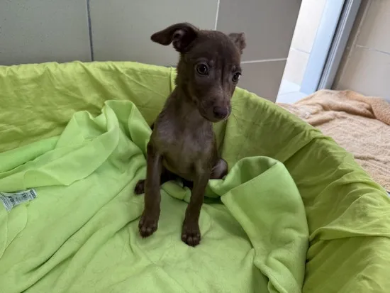 Pies do adopcji, Kraków, 14 lipca 2025