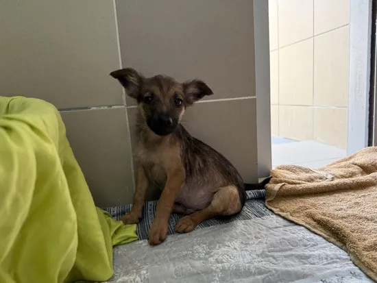 Pies do adopcji, Kraków, 14 lipca 2025