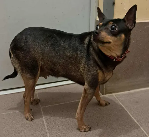 Znaleziono psa, Olsztyn, 16 lipca 2025