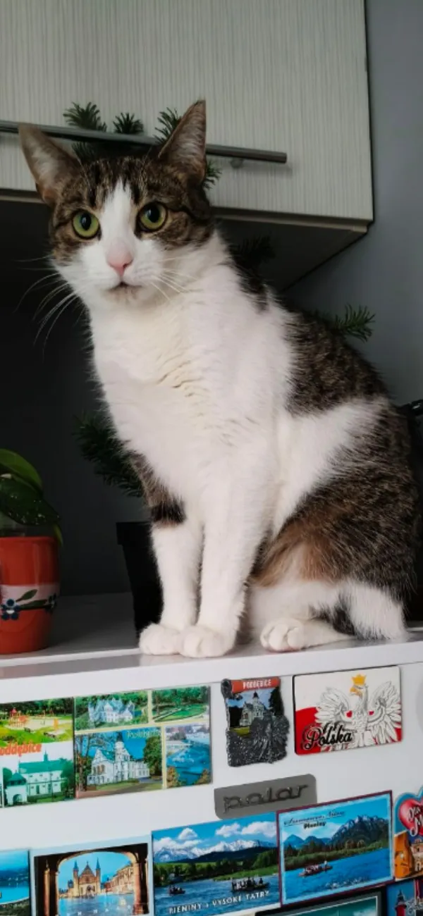 Zaginął kot, Łódź, 16 lipca 2025