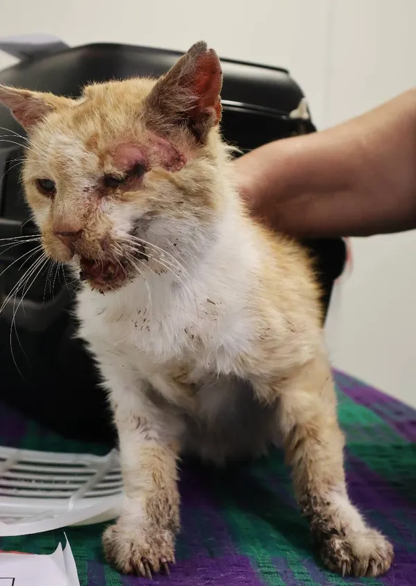 Znaleziono kota, Łódź, 16 lipca 2025 (1/2)