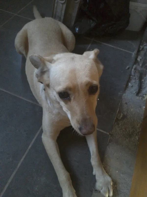 Zaginął pies, Kąty Opolskie, 16 lipca 2025 (2/3)