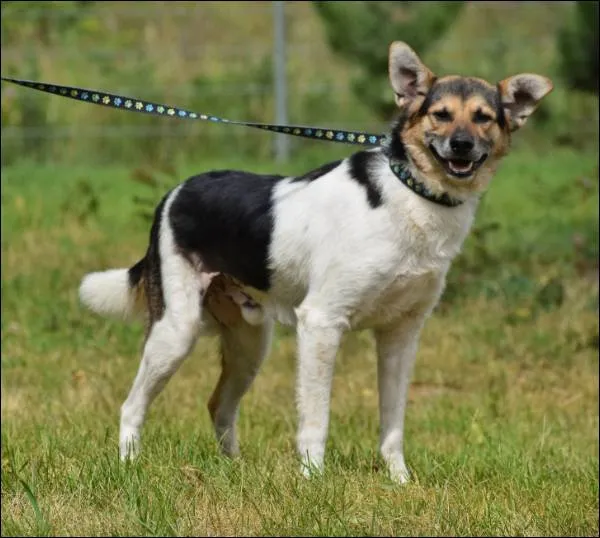 Znaleziono psa, Grudziądz, 17 marca 2025