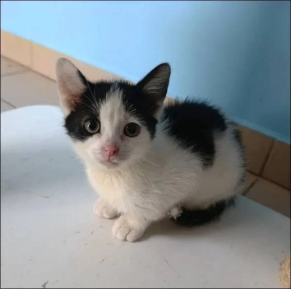 Znaleziono kota, Grudziądz, 21 maja 2025