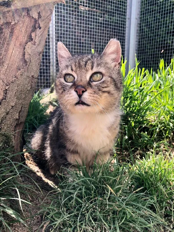 Kot do adopcji, Gdańsk, 15 lipca 2025