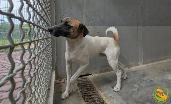 Znaleziono psa, Skałowo, 16 lipca 2025 (3/4)