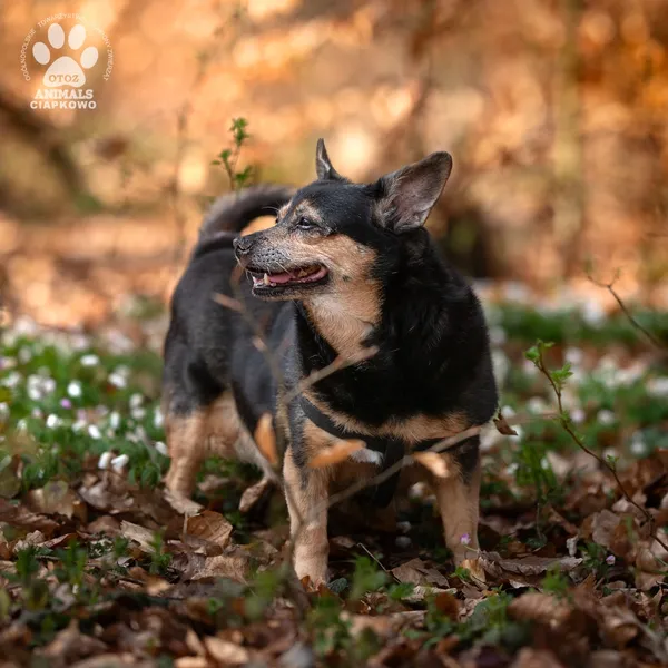 Pies do adopcji, Gdynia, 16 lipca 2025 (4/4)