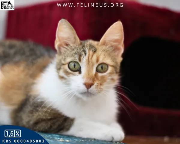 Kot do adopcji, Chmielnik, 16 lipca 2025 (1/4)