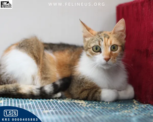 Kot do adopcji, Chmielnik, 16 lipca 2025 (2/4)