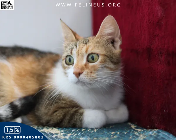 Kot do adopcji, Chmielnik, 16 lipca 2025 (4/4)