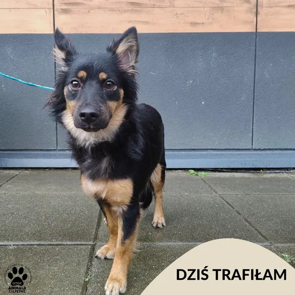 Znaleziono psa, Gdynia, 14 lipca 2025