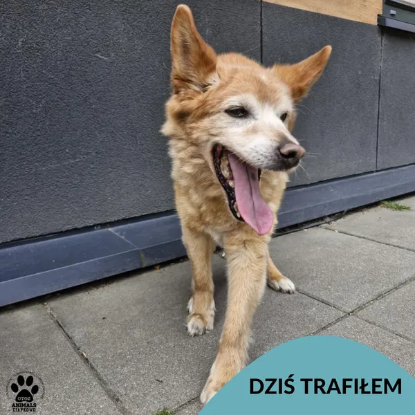 Znaleziono psa, Gdynia, 10 lipca 2025