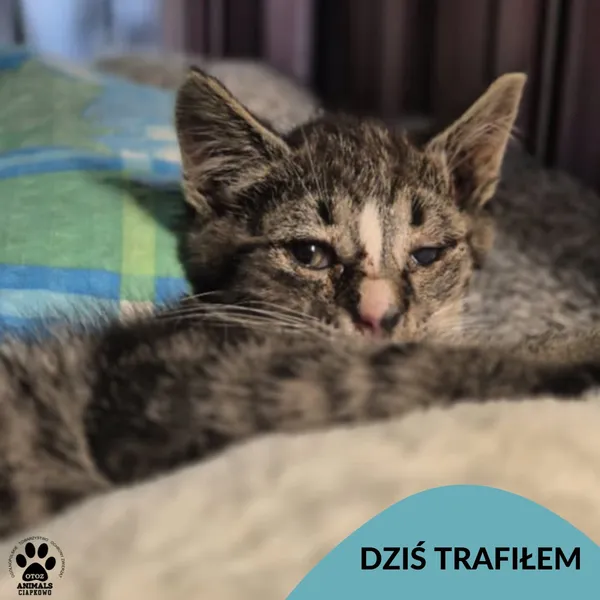 Znaleziono kota, Gdynia, 9 lipca 2025