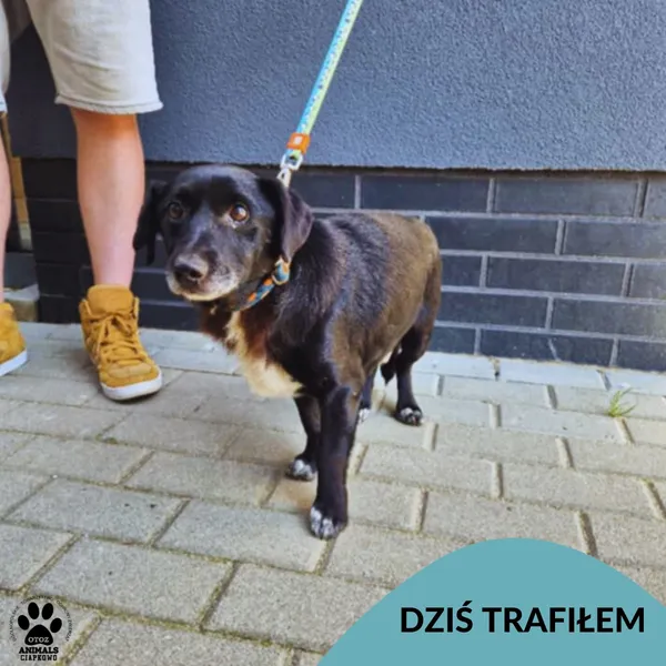 Znaleziono psa, Gdynia, 9 lipca 2025