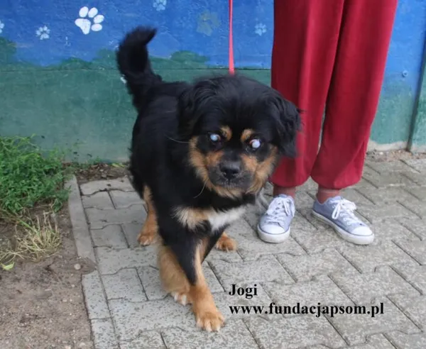 Pies do adopcji, Nowy Dwór Mazowiecki, 16 lipca 2025 (2/5)